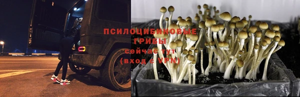 эйфоретик Алексин