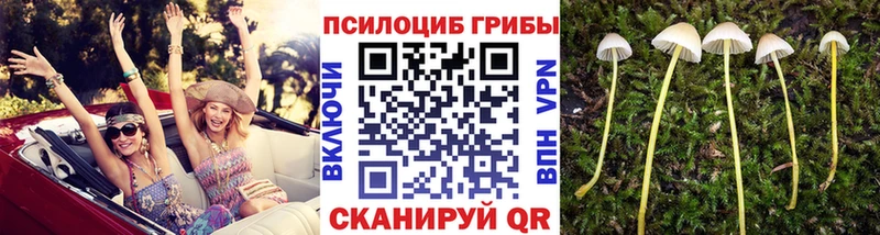 Галлюциногенные грибы Psilocybe  kraken как зайти  дарк нет какой сайт  Льгов 